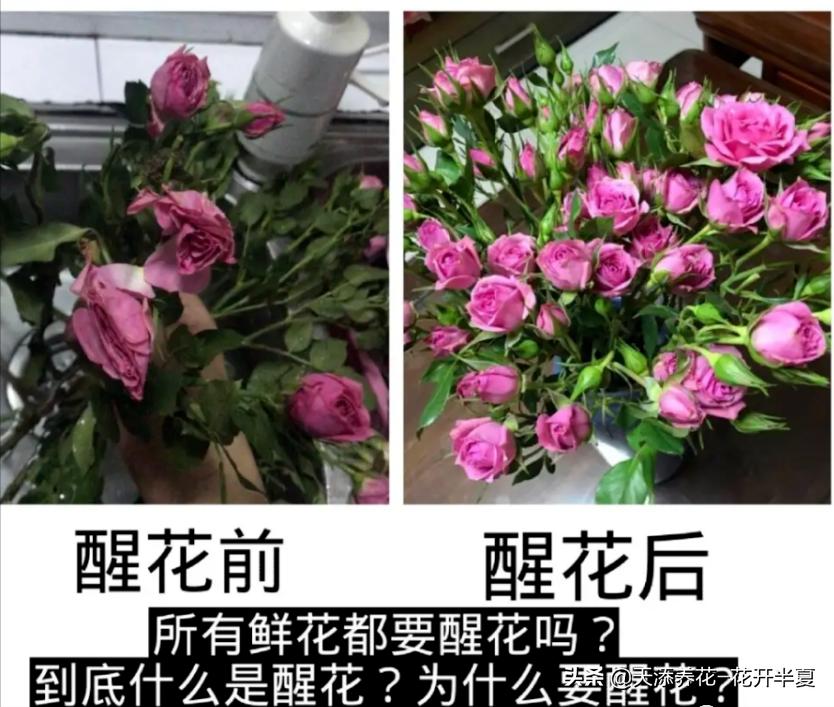 牡丹鲜切花怎么醒花,芍药鲜切花怎么醒花