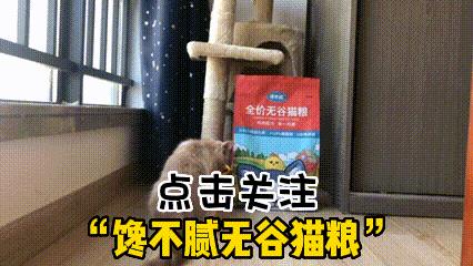 橘猫为什么一直粘着你,橘猫喜欢主人有哪几种表现