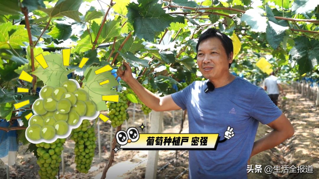 武汉优质农产品东西湖葡萄——葡萄架架起村民“致富桥”