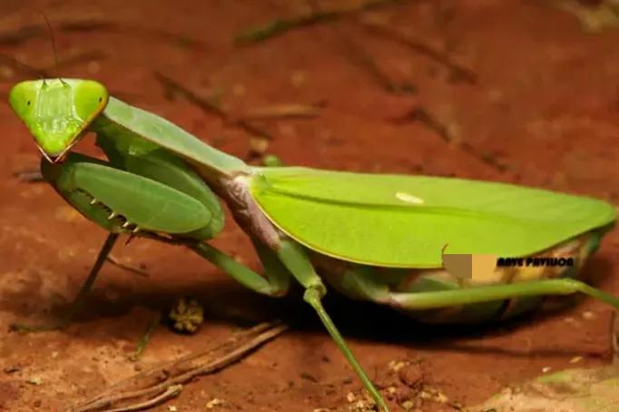 螳螂吃掉自己丈夫的头,螳螂为什么吃掉配偶螳螂吃蛇