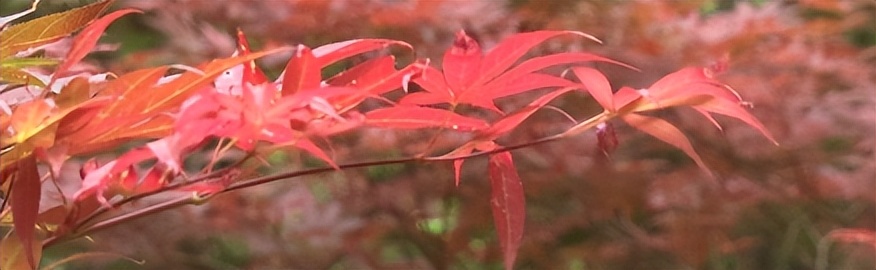 何必远游，昆明这些路上的美景就美呆