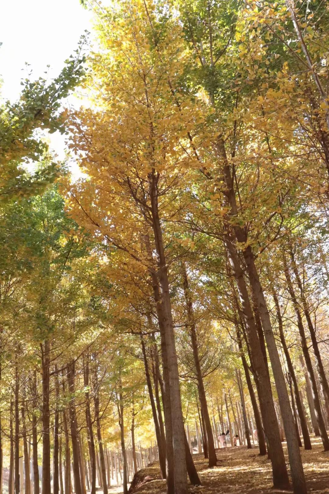 属于秋天的舞蹈文案,属于秋天的文案11月