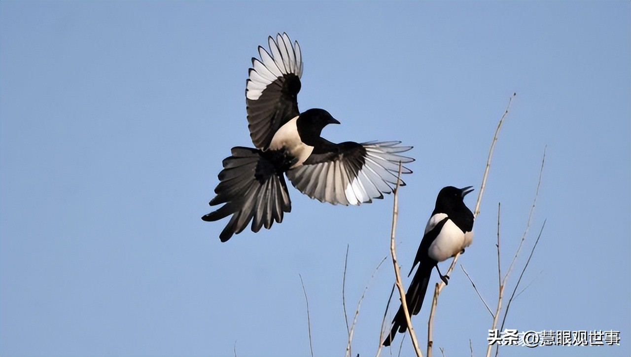 中高考必考古诗词,中高考必背古诗词朗诵