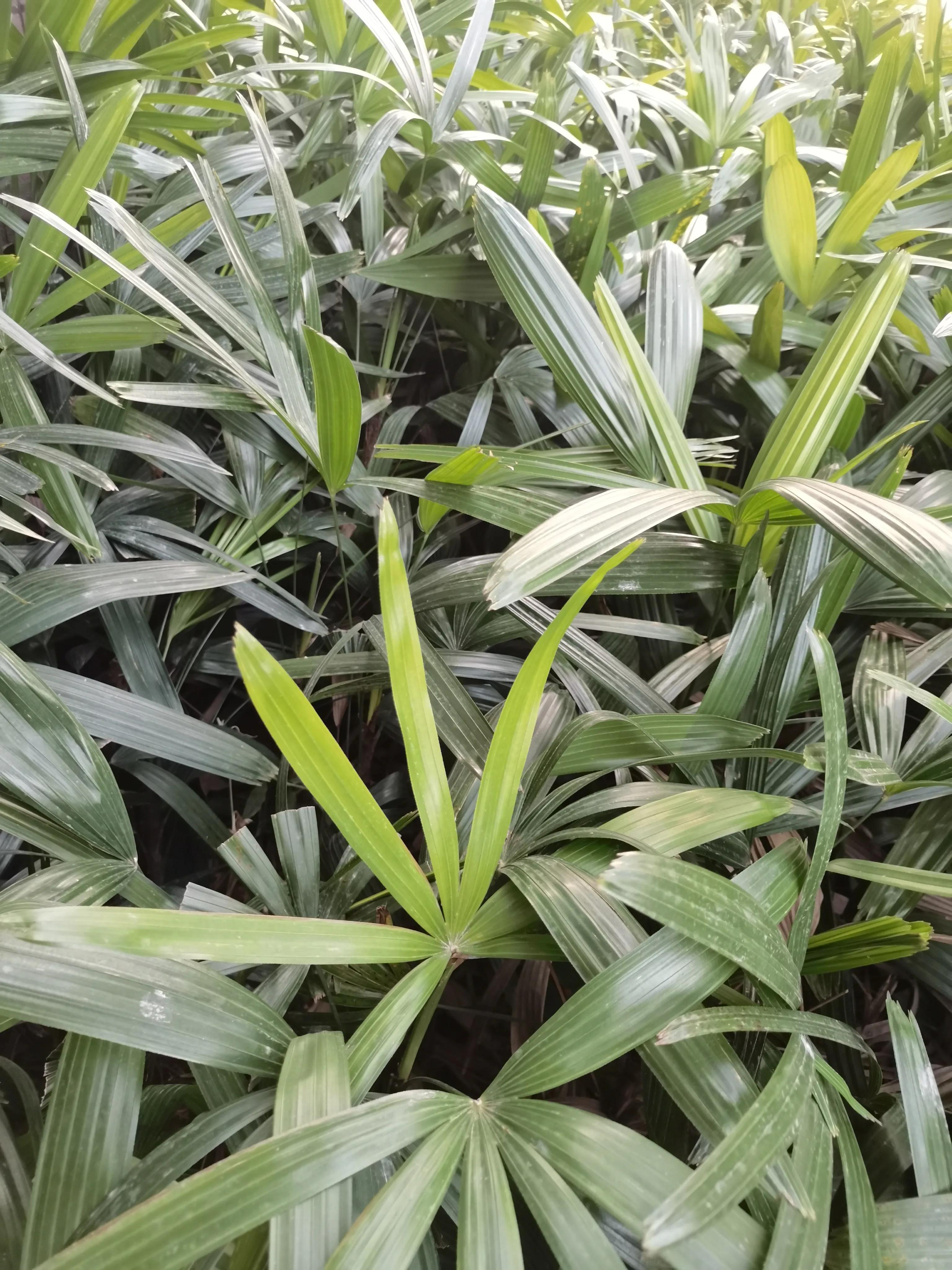 常见小区绿化100种植物图片,常见的小区绿化植物