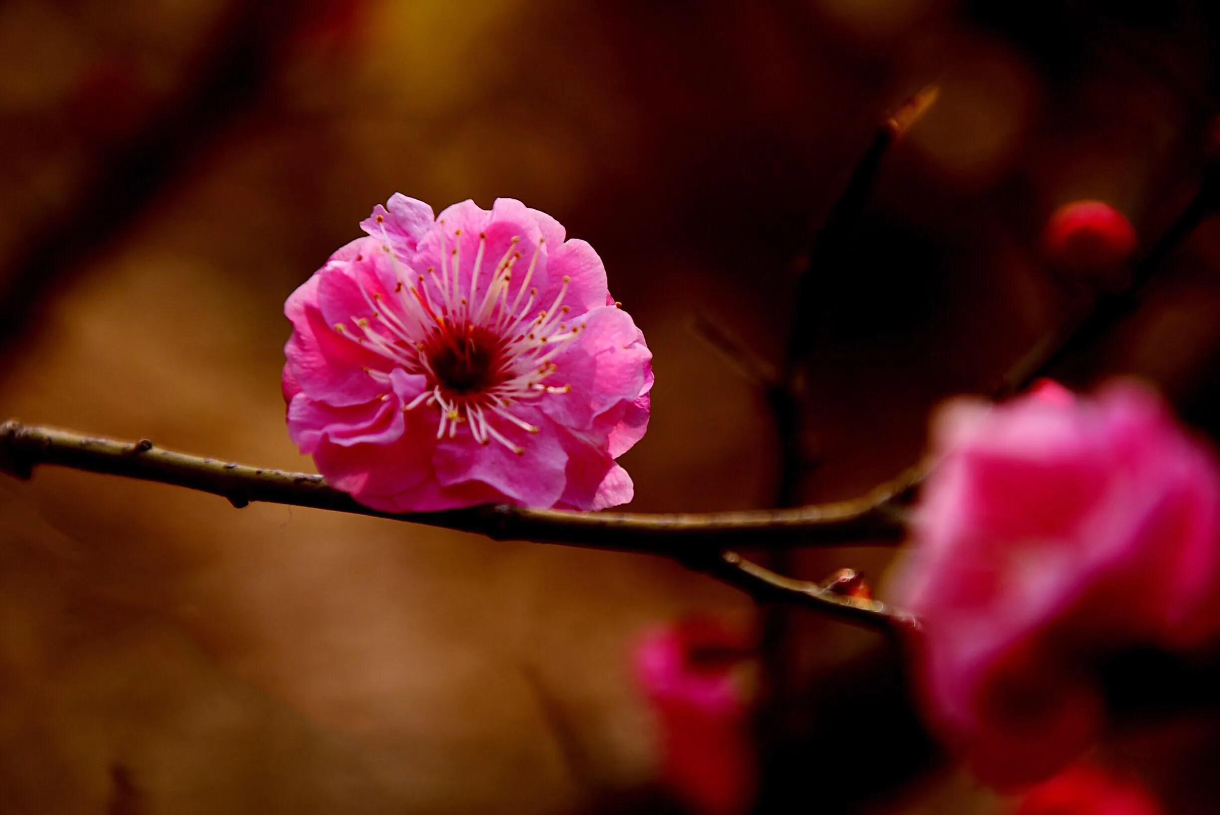 花卉摄影秋日的浪漫,花卉摄影春暖梅花开