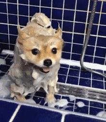 养狗首选的3种狗既便宜又好养,新手养狗什么狗比较便宜好养