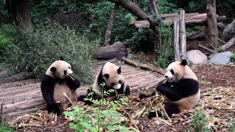 熊猫去国外多少钱一年,熊猫在荷兰一年可以赚多少钱