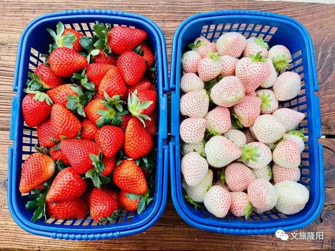 冬樱散场菜花香，蜂飞花间采蜜忙：用一天的时间去邂逅乡野风光