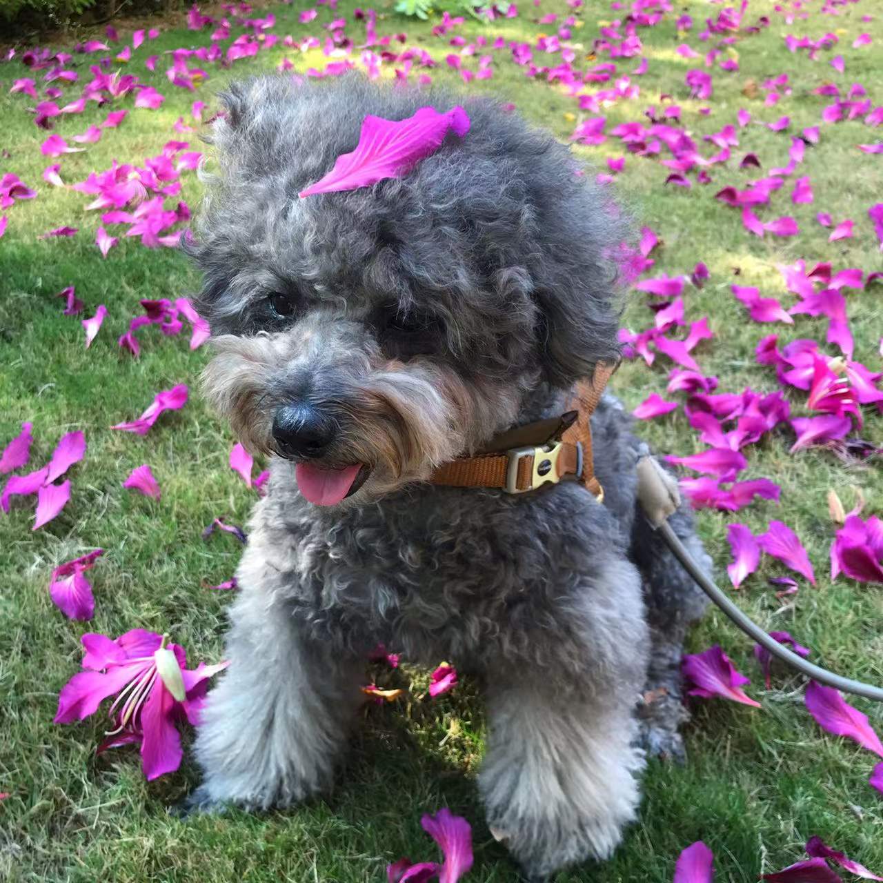 饲养泰迪的基本常识,饲养泰迪的基础知识