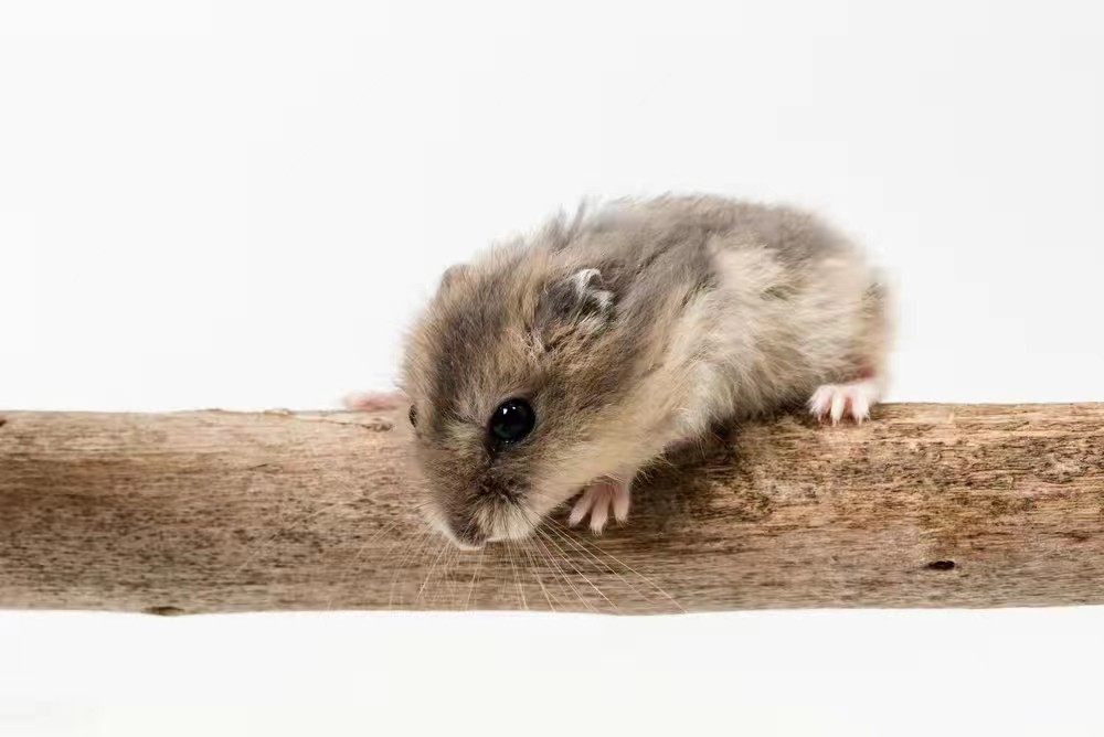 为什么农村的老鼠会消失,农村看不到老鼠了怎么回事