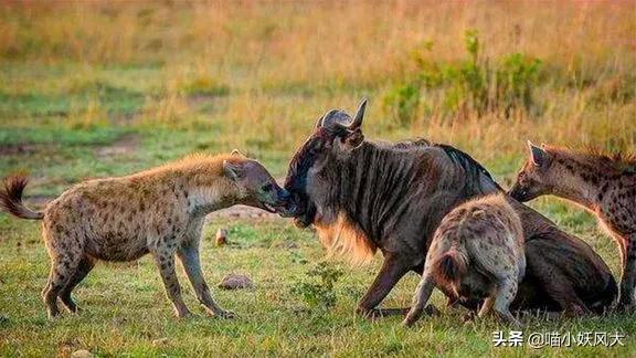 斑鬣狗为什么喜欢挖别人的坟头,斑鬣狗为什么喜欢咬骨头