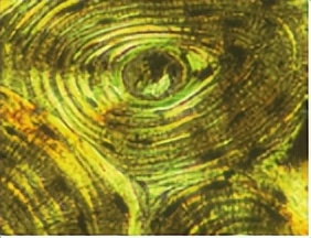 苏教版五年级科学刺激与反应ppt,2022苏教版五年级科学下册复习题