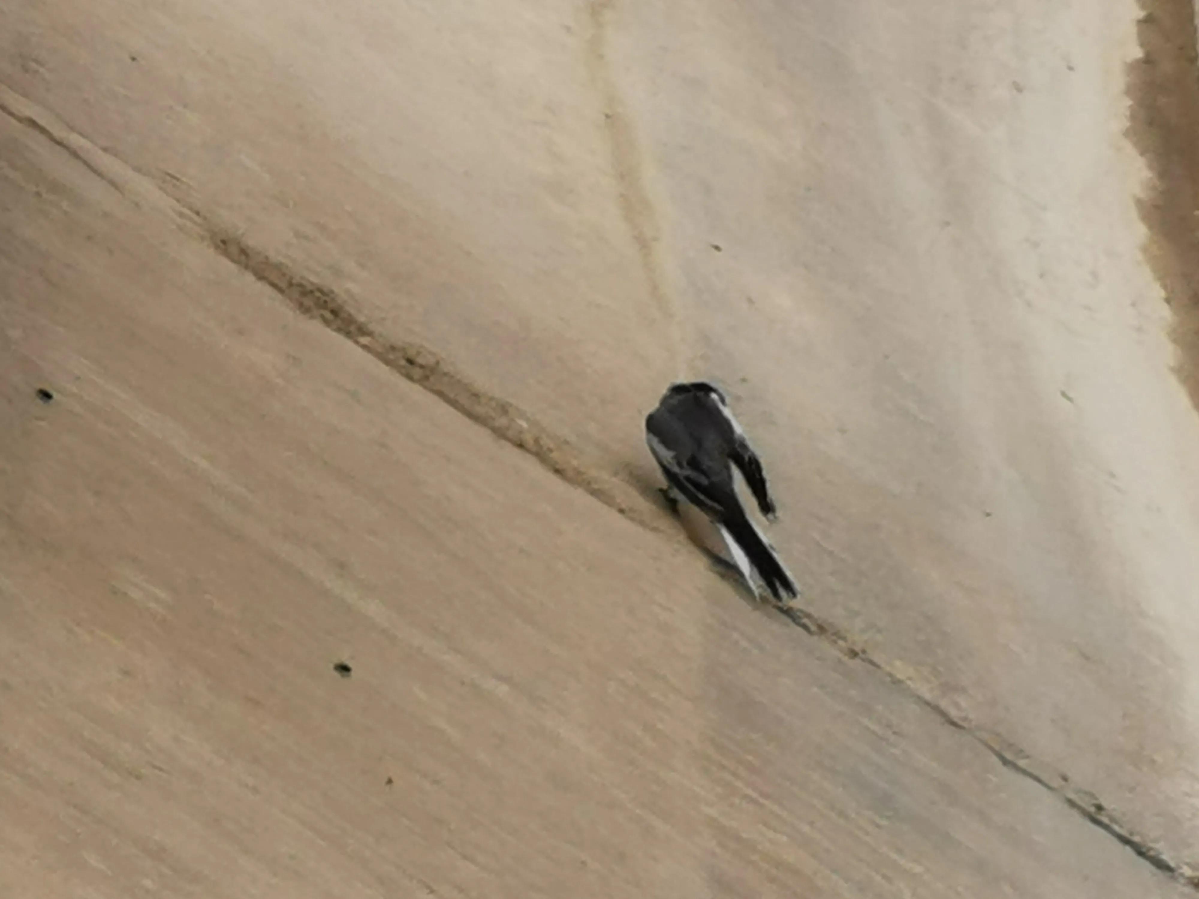 骑行新疆喀什噶尔,和田至阿拉尔沙漠公路骑行攻略