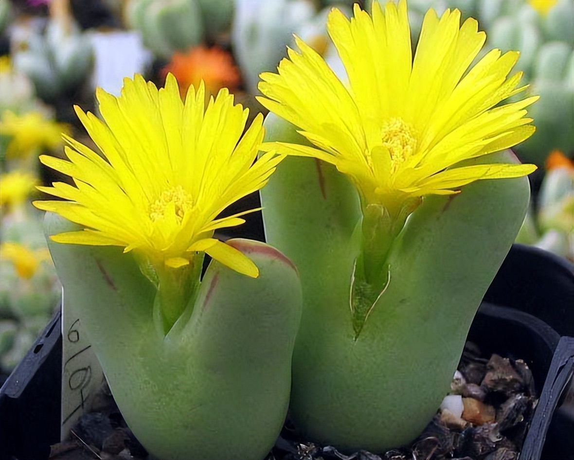 8种多肉太上头，外形独特又可爱，让人直呼太有趣了