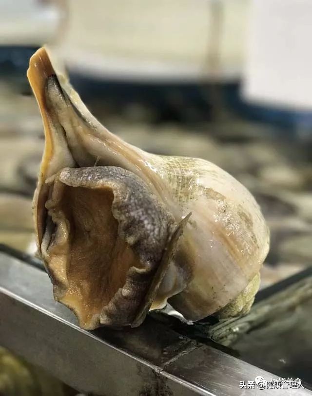 世界十大顶级海鲜食材有哪些品种,海鲜贝类品种大全及名字