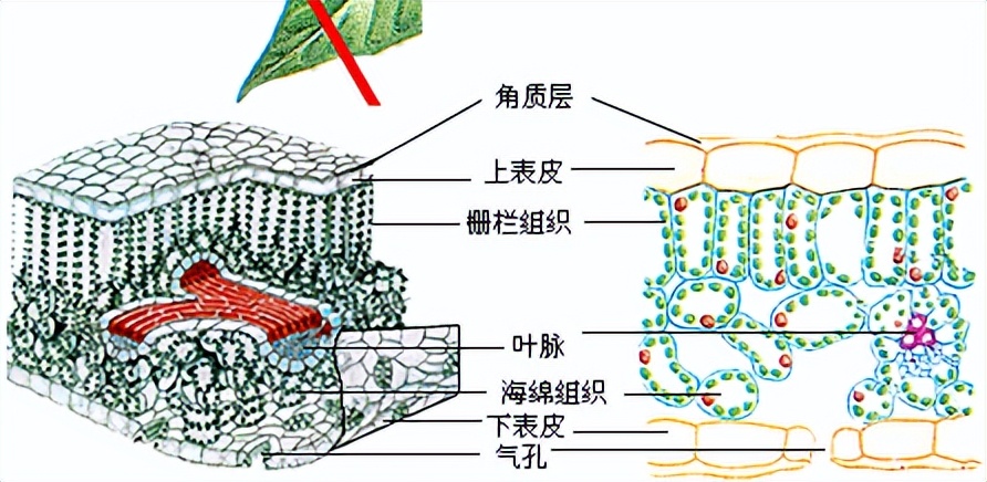 科学知识大全小学生必背,科学知识大全全集