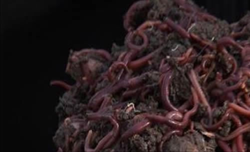 小伙养泥鳅年入百万,90后小伙养变异泥鳅