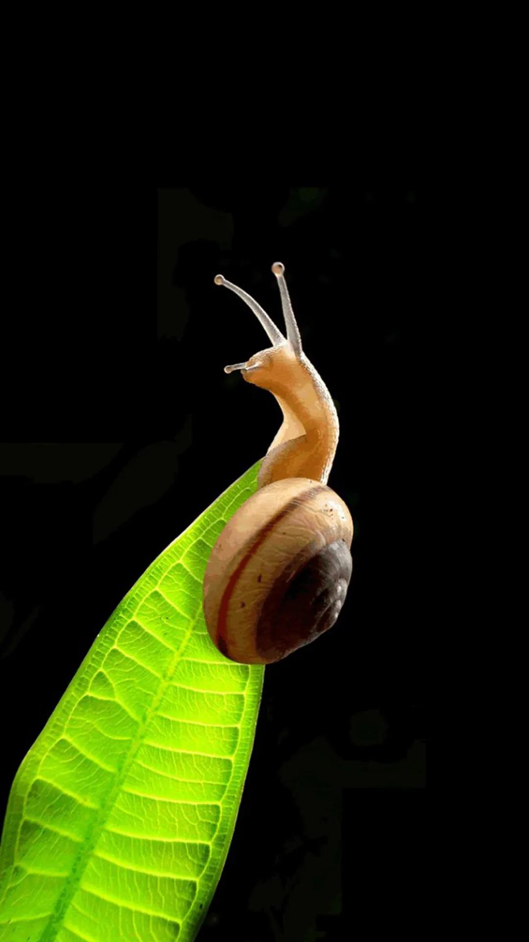 蜗牛壁纸高清全屏无水印,蜗牛壁纸手机超清全面屏