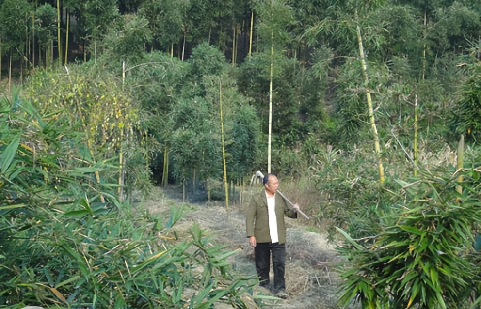 竹笋成熟采收忙村民增收致富乐,竹乡临安春笋批量上市