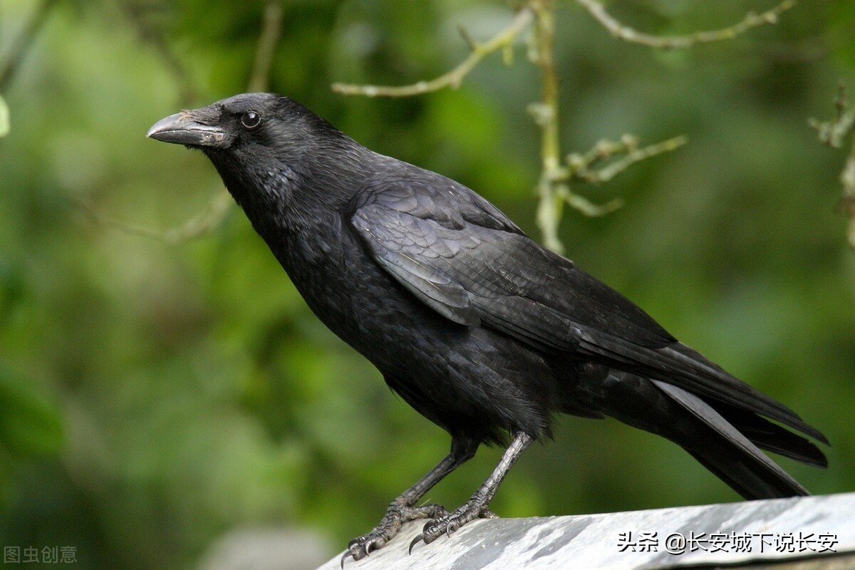 爱屋及乌这句成语对吗,爱屋及乌成语的意思