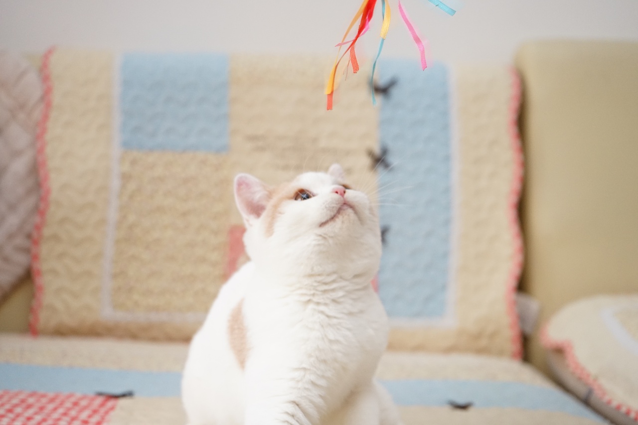 第一次养猫应该怎么选猫,养了7只猫咪