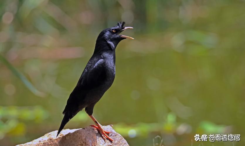 一只八哥飞来“插队”核检,一只八哥飞来插队