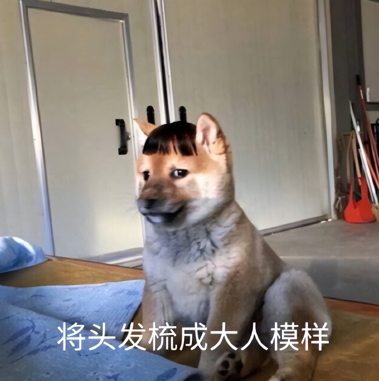 七匹狼腰带搞笑视频,被七匹狼打是一种什么感觉