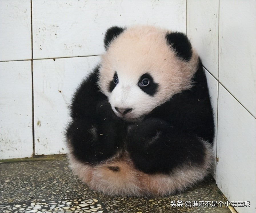 每天认识一只大熊猫七仔,大熊猫福星胖大海胆小
