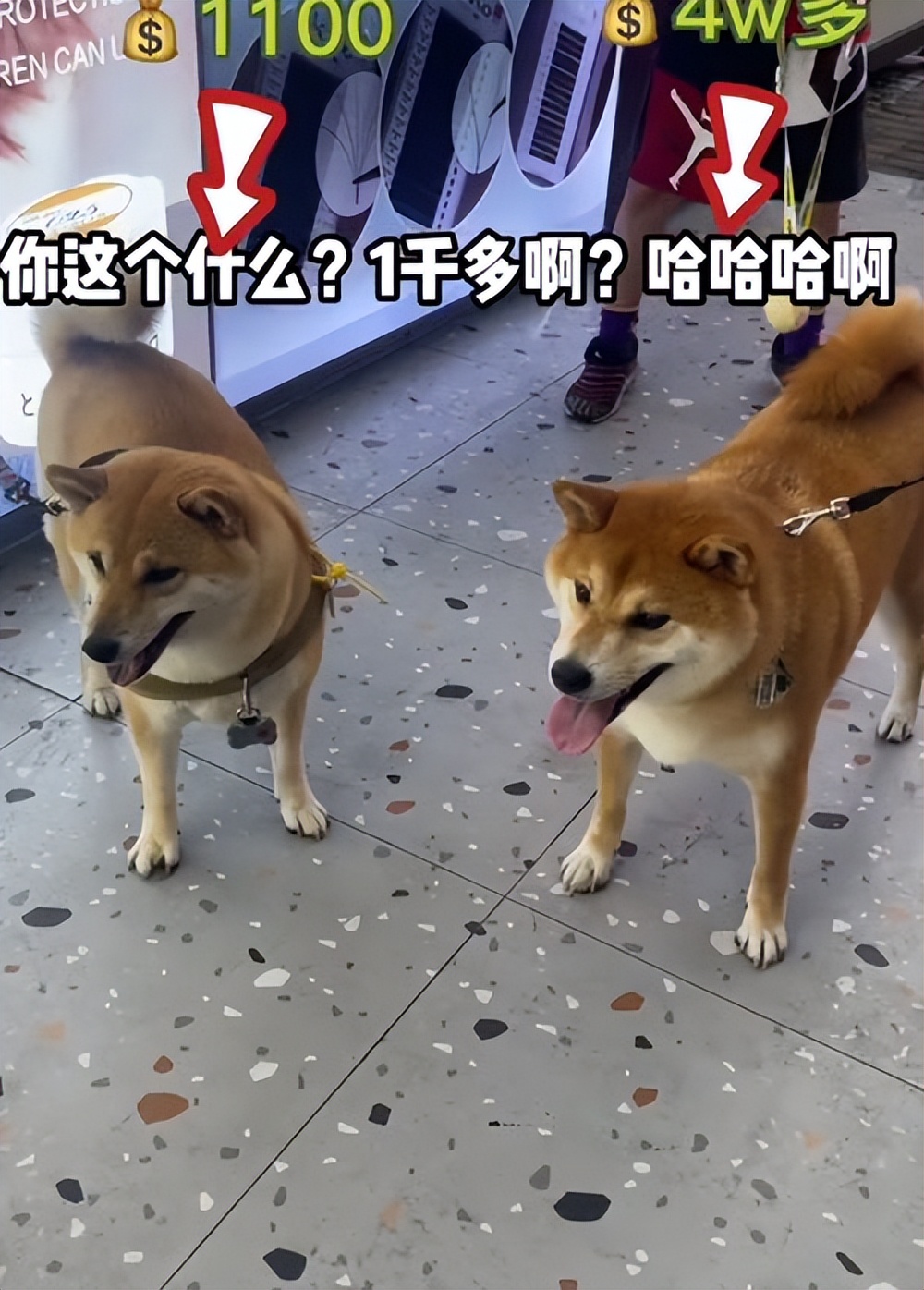 1100块钱柴犬,便宜柴犬和贵的柴犬相遇