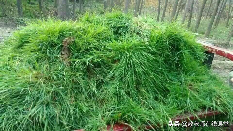 草坪园林景观设计,园林景观和草坪景观区别