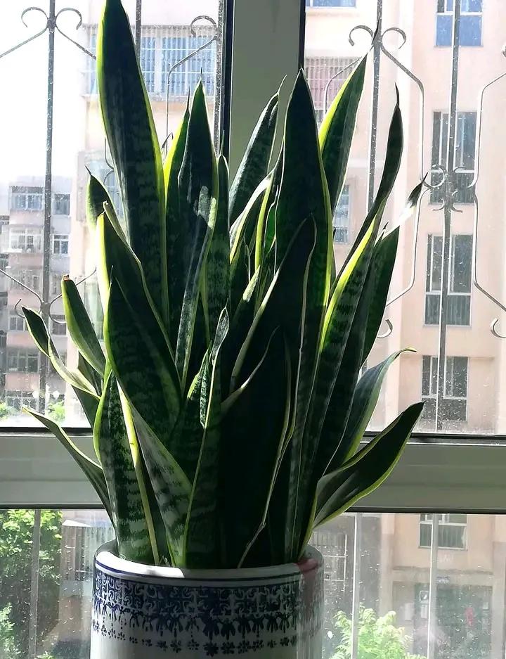 种植物的神仙水,神仙水养什么花最好