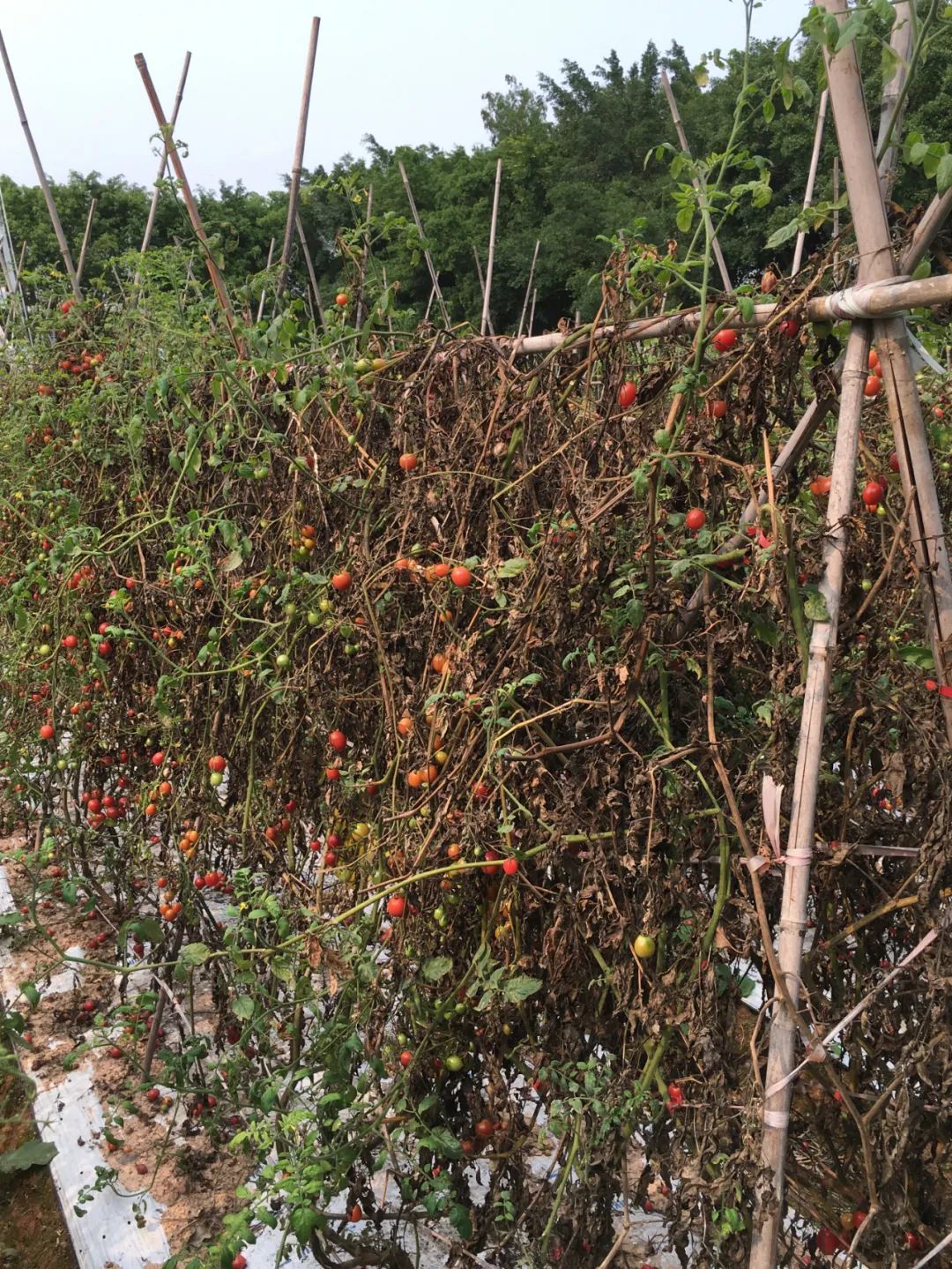 旭光车行雅迪电动车,旭光单车