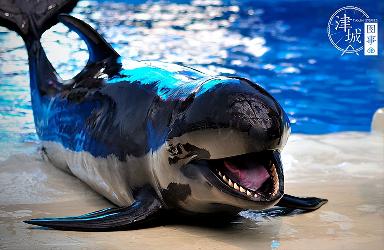 「津城图事」两个月颜值逆袭爹妈，天津这位“混血王子”可真好看