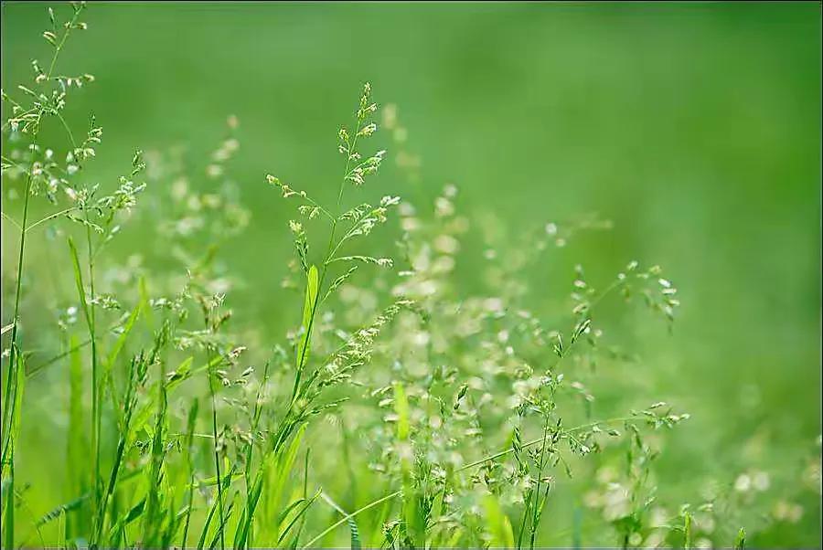 宋词梅尧臣,苏幕遮梅尧臣诗句