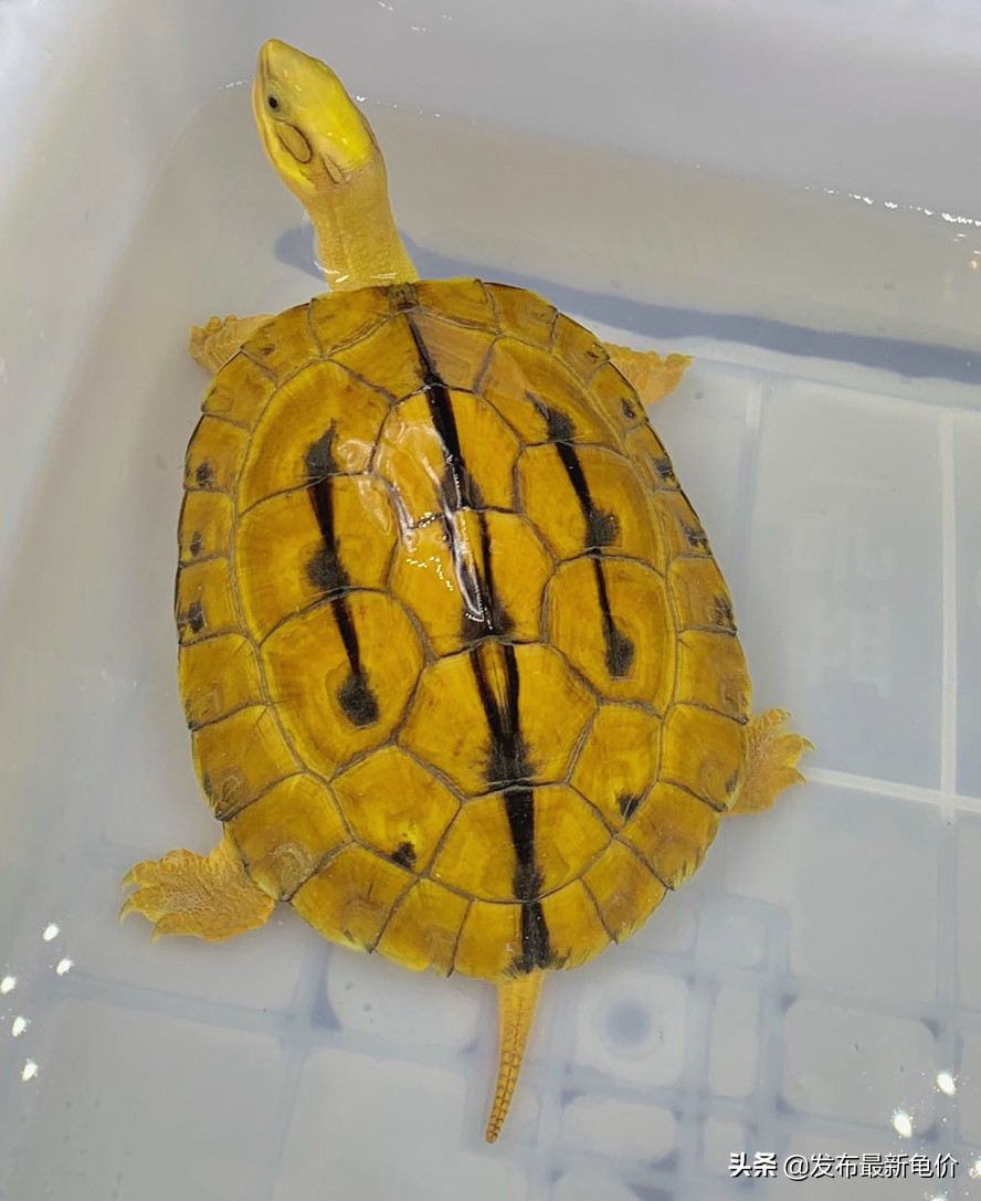 2022年6月23日金钱龟最新价格