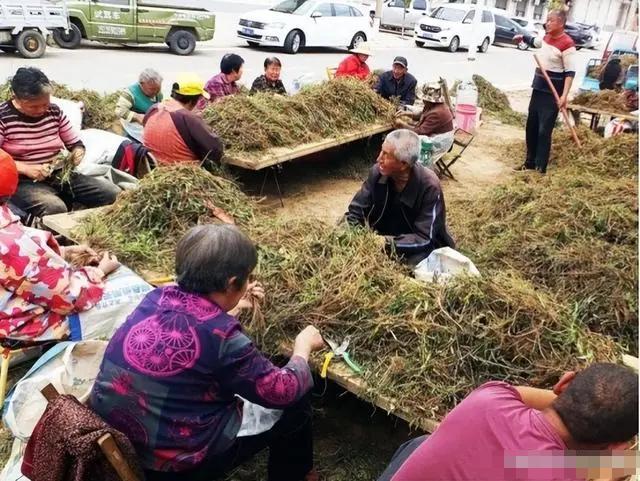 中药材涨幅最新消息,今年中药材为啥疯狂涨得这么厉害