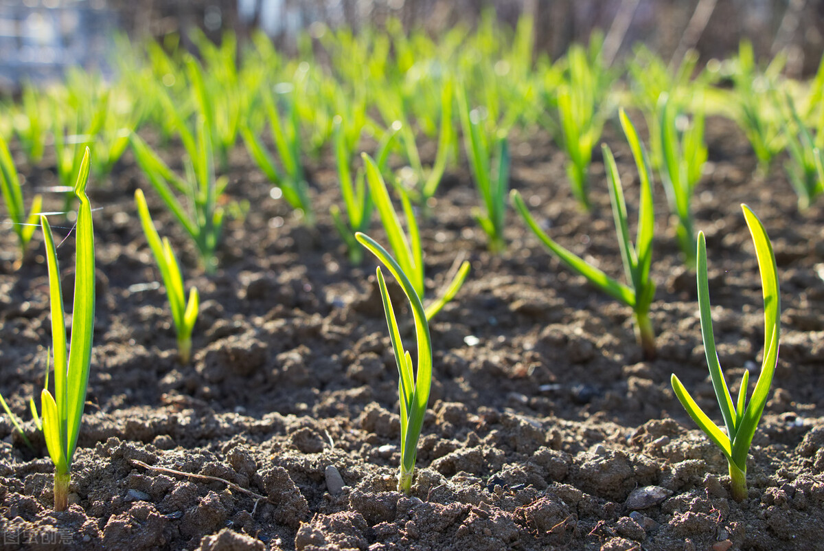 大蒜苗弱怎么壮苗,大蒜生根壮苗防冻套餐