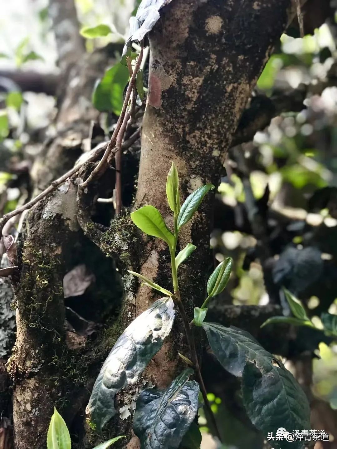 为什么茶树的南比北多,茶树生长的原因有哪些