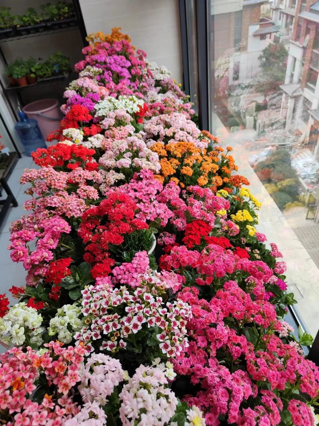 夏天植物养护技巧,植物夏季养护小技巧