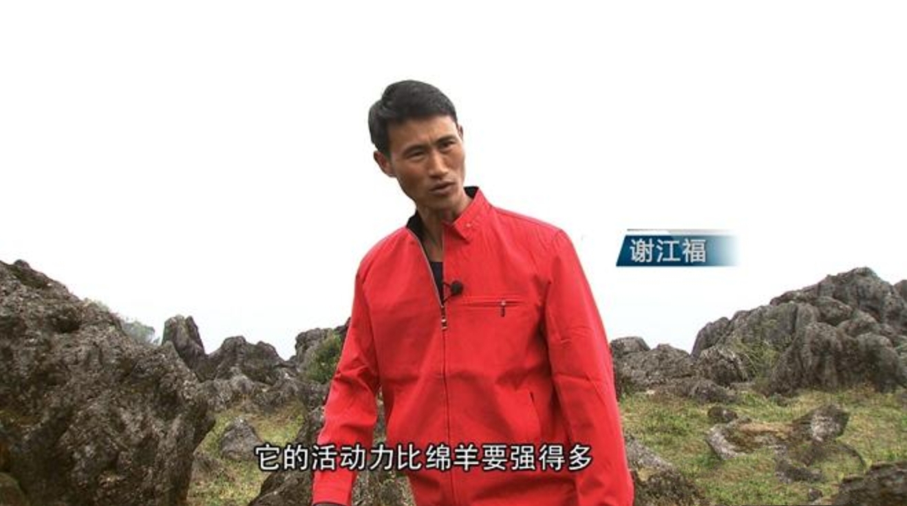 云南出现黑色怪羊,云南惊现怪羊