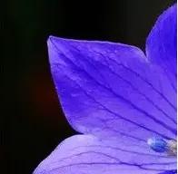 各种形态的花卉,30多种奇异的鲜花供你欣赏收藏