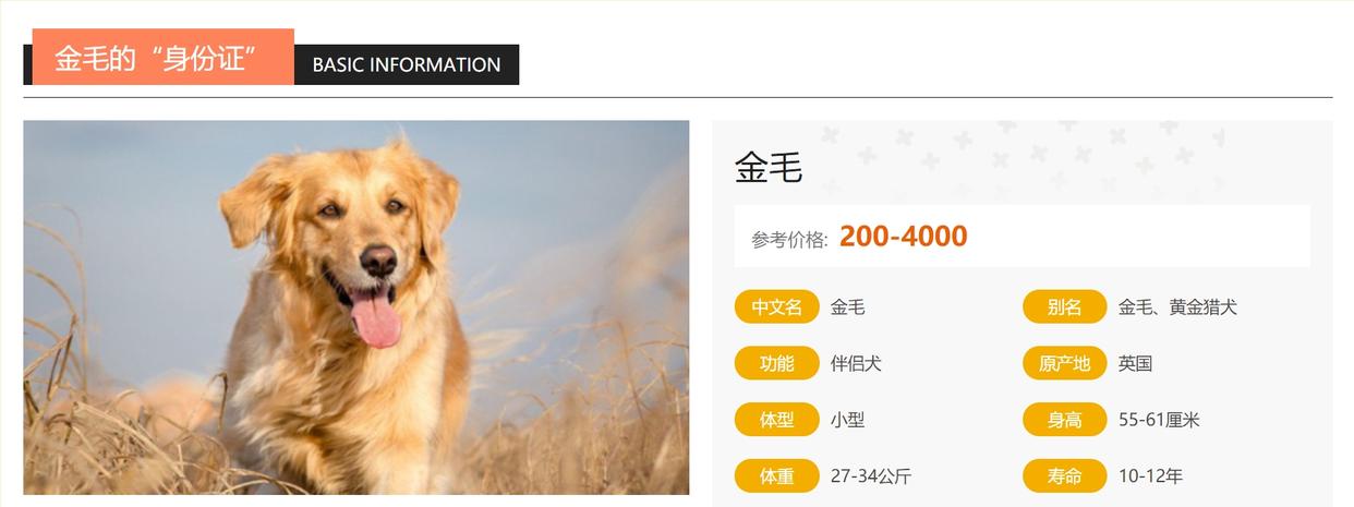 金毛寻回犬百科介绍,金毛路虎网红介绍