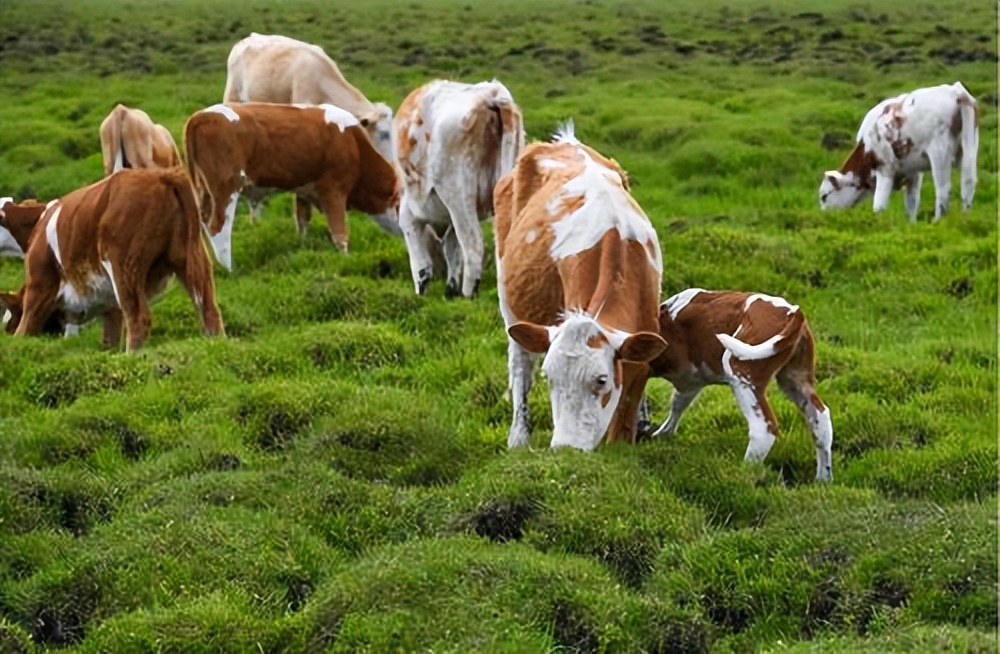 养牛和养羊哪个成本比较低利润高,养羊前景和养牛哪个更好