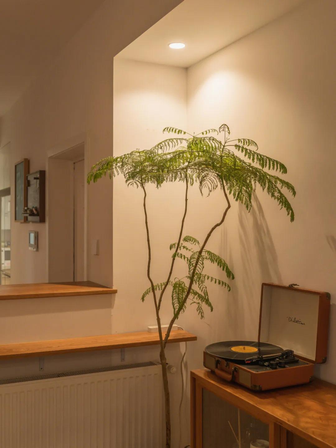 家里适合养什么大盆栽绿植,室内盆栽什么绿植好养