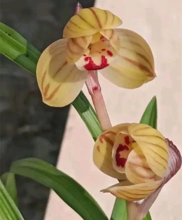 兰花品种大全四川,兰花品种鉴别方法