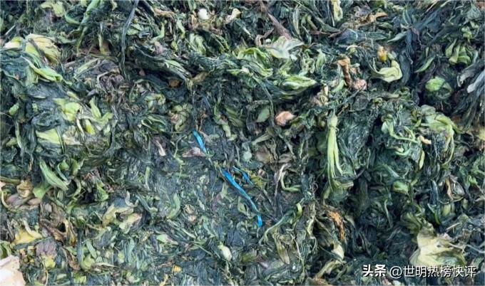 惩罚就要痛!垃圾做的玉蕾橄榄菜令人愤怒