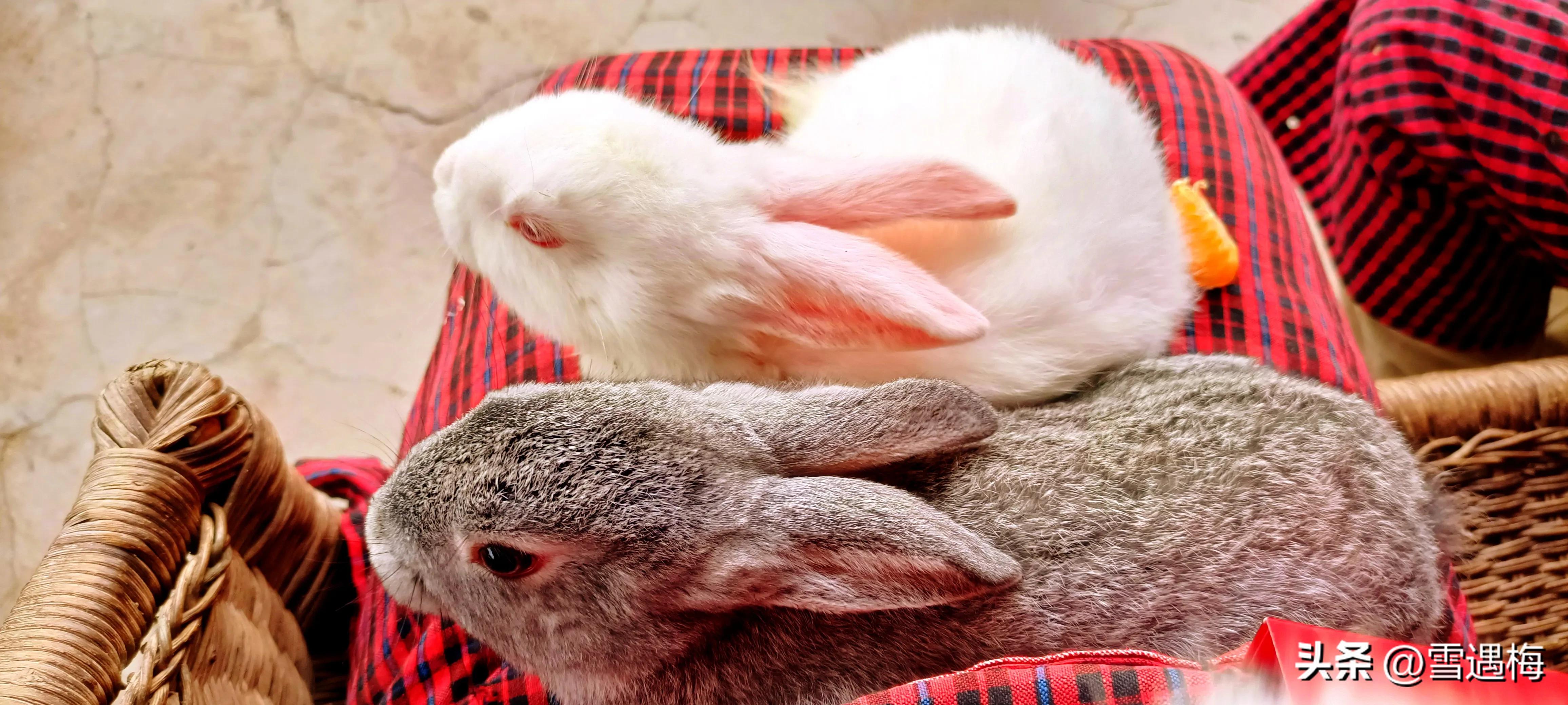 刚出生的小兔子怎么喂养,刚出生的小兔子怎么人工喂奶