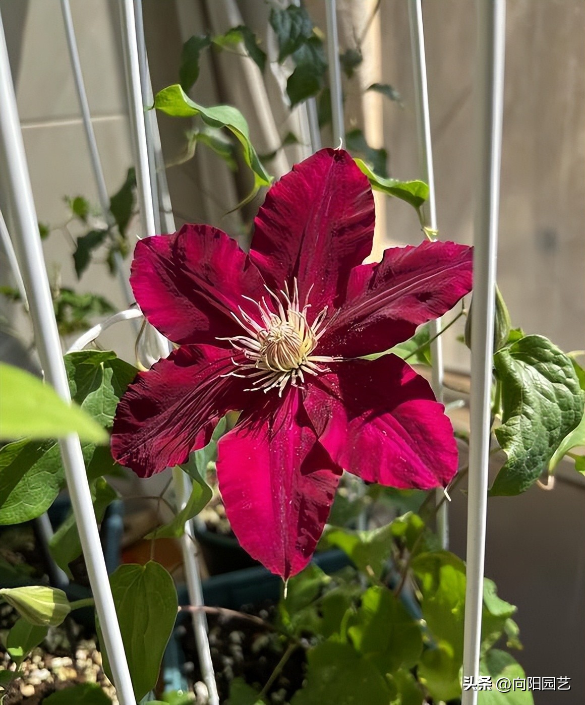 怎么才能买到品种好的铁线莲,包邮区适合种的铁线莲品种