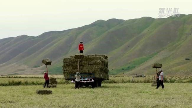 压缩饼干军用做法,把牧草加工成压缩饼干