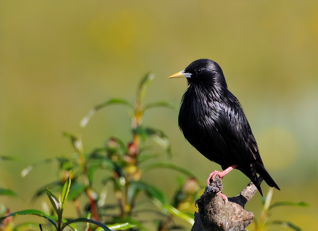 八哥鸟十大禁忌食物,八哥都可以吃什么